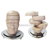 Cabeça em Corte Axial - Anatomic