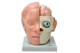 Cabeça Humana com Cérebro em 10 pts Modelo Anatomia - Sdorf