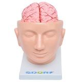 Cabeça Humana com Cérebro em 9 Pts Modelo Anatomia - Sdorf