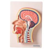 Cabeça Humana com corte Mediano Modelo Anatomia - Anatomic