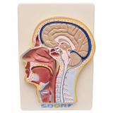Cabeça Humana com Secção Mediana Modelo Anatomia - Sdorf