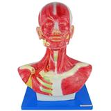 Cabeça Humana e Pescoço Musculado Modelo Anatomia - Anatomic