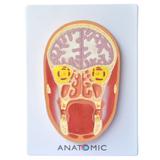 Cabeça Humana em Corte Frontal Modelo Anatomia - Anatomic
