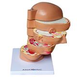 Cabeça Humana em Disco, Corte Axial, em 5 Pts - Anatomic