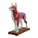 Cachorro Acupuntura 13 cm em PVC Emborrachado - Coleman