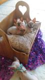 Caminha de Balanço para Cães e Gatos - Trevopet