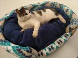 Caminha de Manta em Microfibra para Cães e Gatos Estampas Sortidas - Tamanho M - Meu lar enxovais