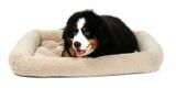 Caminha Suiça Para Cachorros Cães Luxo Pelucia Bege Tamanho GG - Bichinhochic
