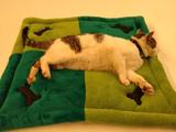 Caminha Tapete de Manta em Microfibra para Cães e Gatos Cores Sortidas - Tamanho G - Meu lar enxovais