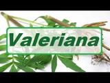 Capsula Valeriana 250mg - 60caps - Florien