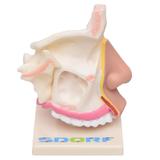 Cavidade Nasal Modelo Anatomia - Sdorf