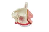 Cavidade Nasal SD-5042 - SDORF Scientific