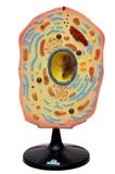 Célula Animal Ampliada 20.000x, Modelo Anatomia - Sdorf