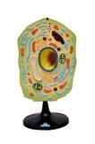 Célula Vegetal Ampliada 20.000x Modelo Anatomia - Sdorf