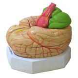 Cérebro Humano Ampliado em 11 pts Modelo Anatomia - Anatomic