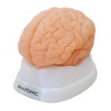 Cérebro Humano em 9 Pts Modelo Anatomia - Anatomic