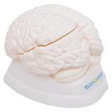 Cérebro Humano em Tamanho Natural em 3 pts, Anatomia - Sdorf