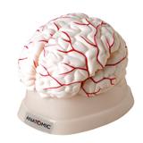 Cérebro Humano Tamanho Natural Vasos Sanguíneos 8 pts - Anatomic