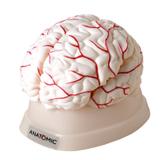 Cérebro Tamanho natural, em 8 Partes - Anatomic