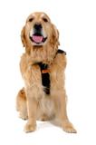 Cinto Segurança RAC Duki para Cães Tamanho Gigante