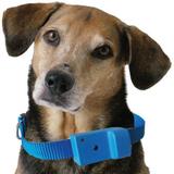 Coleira Anti-latido, Smart 2 Plus, Azul, Bateria p/ 6 meses, Não maltrata o animal - Amicus