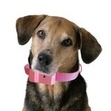 Coleira Anti-latido, Smart 2 Plus, Rosa, Bateria p/ 6 meses, Não maltrata o animal - Amicus
