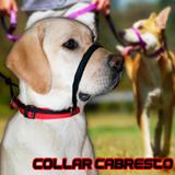 Coleira Cabresto Para Cães - Molinas pet