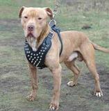 Coleira Peitoral Couro Spikes Pitbull Bulldog Ingles American bully - Pet import