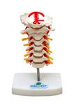 Coluna Cervical Esqueleto Modelo Anatomia - Sdorf