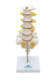 Coluna Lombar Esqueleto Modelo Anatomia - Sdorf