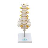 Coluna Lombar Esqueleto Modelo Anatomia - Sdorf