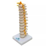 Coluna Torácica SD-5011 - SDORF Scientific