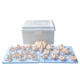 Coluna Vertebral Desarticulada Esqueleto Anatomia - Anatomic