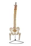 Coluna Vertebral em Tamanho Natural Flexível com Pelve e Parte do Fêmur SD-5009 - SDORF Scientific
