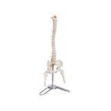 Coluna Vertebral Esqueleto 50 cm Altura Anatomia - Anatomic