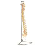Coluna Vertebral Flexível - Coleman