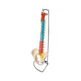 Coluna Vertebral Flexível Didática - Coleman