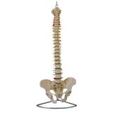 Coluna Vertebral Flexível Esqueleto com Pélvis - Coleman