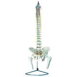 Coluna Vertebral Flexível Esqueleto Com Pélvis e Fêmur - Coleman
