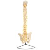 Coluna Vertebral Flexível , Esqueleto Tamanho Natural - Anatomic