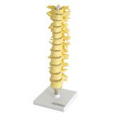 Coluna Vertebral Torácica Esqueleto Anatomia - Anatomic