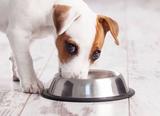 Comedouro Bebedouro Pote Inox Para Ração Cães E Gato 300ml - Jcm
