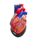 Coração Ampliado c/ 5 partes - Anatomic