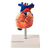 Coração Humano Tamanho Natural 2 Pts Anatomia - Anatomic