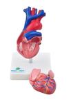 Coração Humano Tamanho Natural em 2 Pts Anatomia - Sdorf