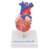 Coração Humano Tamanho Natural em 2 Pts Anatomia - Sdorf
