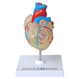 Coração Transparente c/ 2 partes - Anatomic