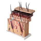 Corte de Pele Ampliado em Camadas - Anatomic