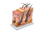 Corte de Pele em Bloco Modelo Anatomia - Sdorf