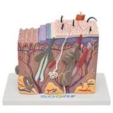 Corte de Pele em Bloco Modelo Anatomia - Sdorf